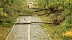 a road that has been damaged by hurricane winds. Trees have been thrown across the road. 
